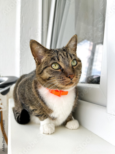 Relaxed domestic cat in a collar at home, indoors