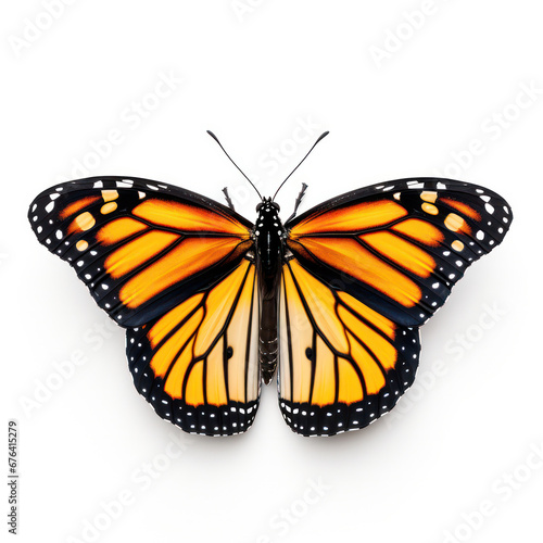 Bright Yellow Monarch Butterfly Isolated on Clean White Background