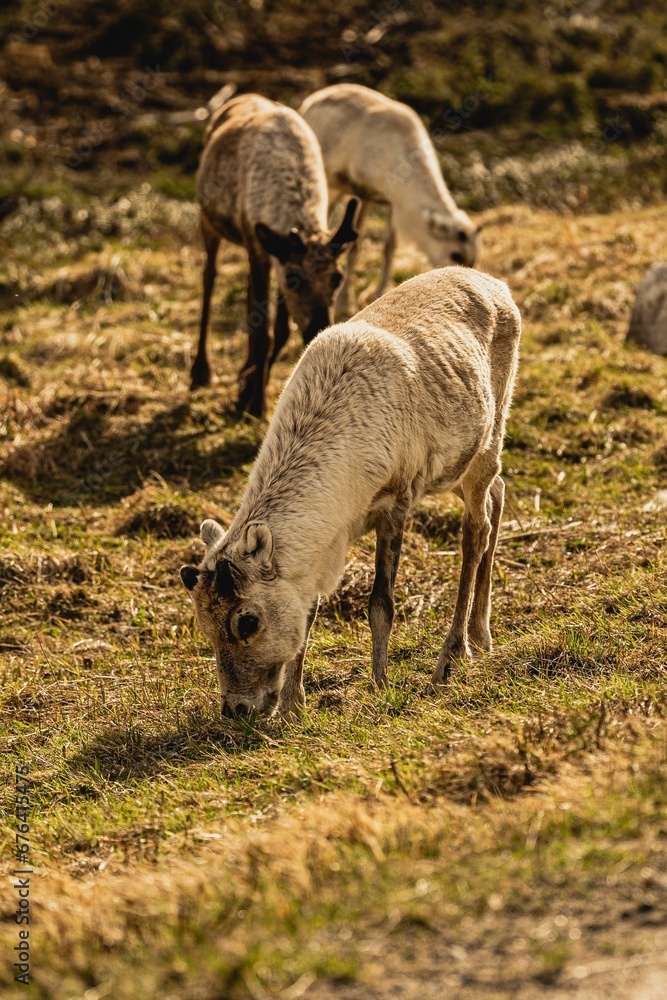 Vertical shot of a group of fluffy forest reindeer grazing on a rural grassy valley