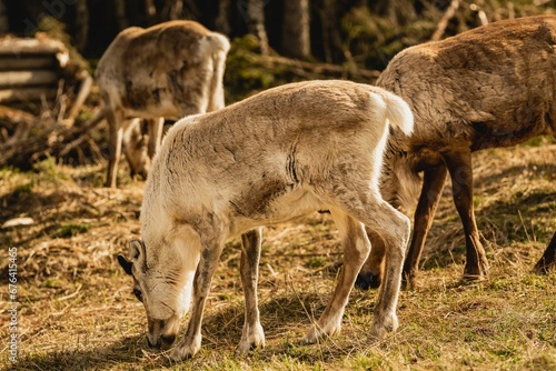 Group of fluffy forest reindeer grazing on a rural grassy valley