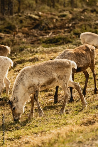 Vertical shot of a group of fluffy forest reindeer grazing on a rural grassy valley