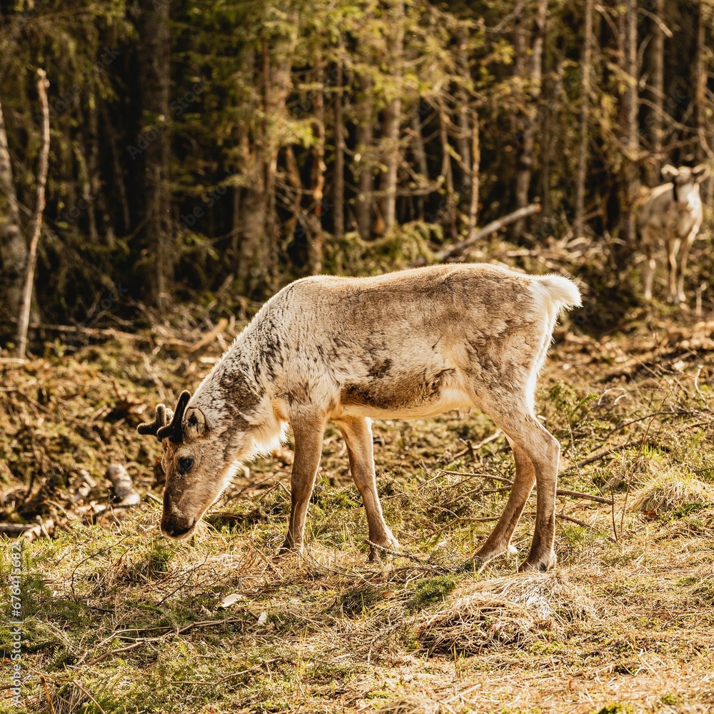 Beautiful view of a deer grazing in the forest