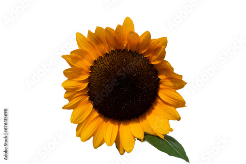 Sunflower on Transparent background cutout, PNG file