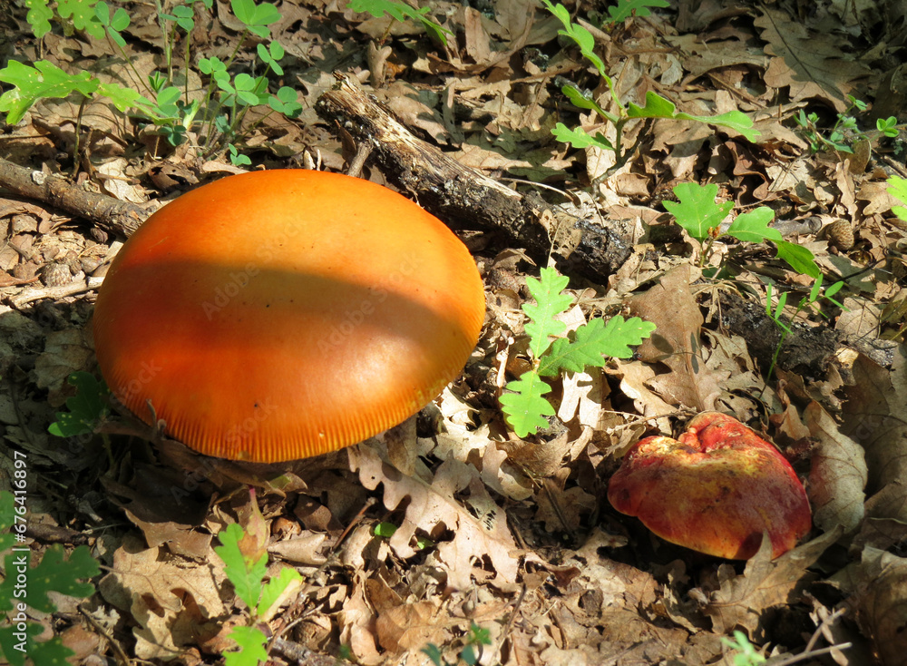 Orange capped Amanita caesarea (Caesar's mushroom) growing on forest floor with oak tree seedlings and small bolete Orange capped Amanita caesarea (Caesar's mushroom) growing on forest floor with oak tree seedlings and small bolete