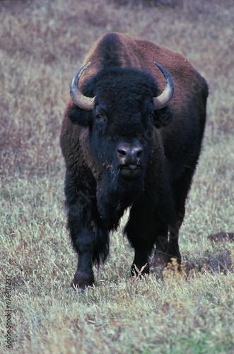 Vertical shot of a brown bison in Theodore Roosevelt National Park, North Dakota, USA