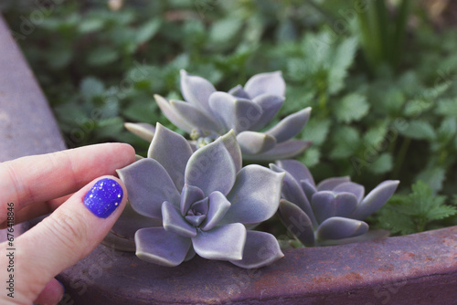 Echeveria in pot Graptopetalum paraguayense Succulent garden plant in a hand photo