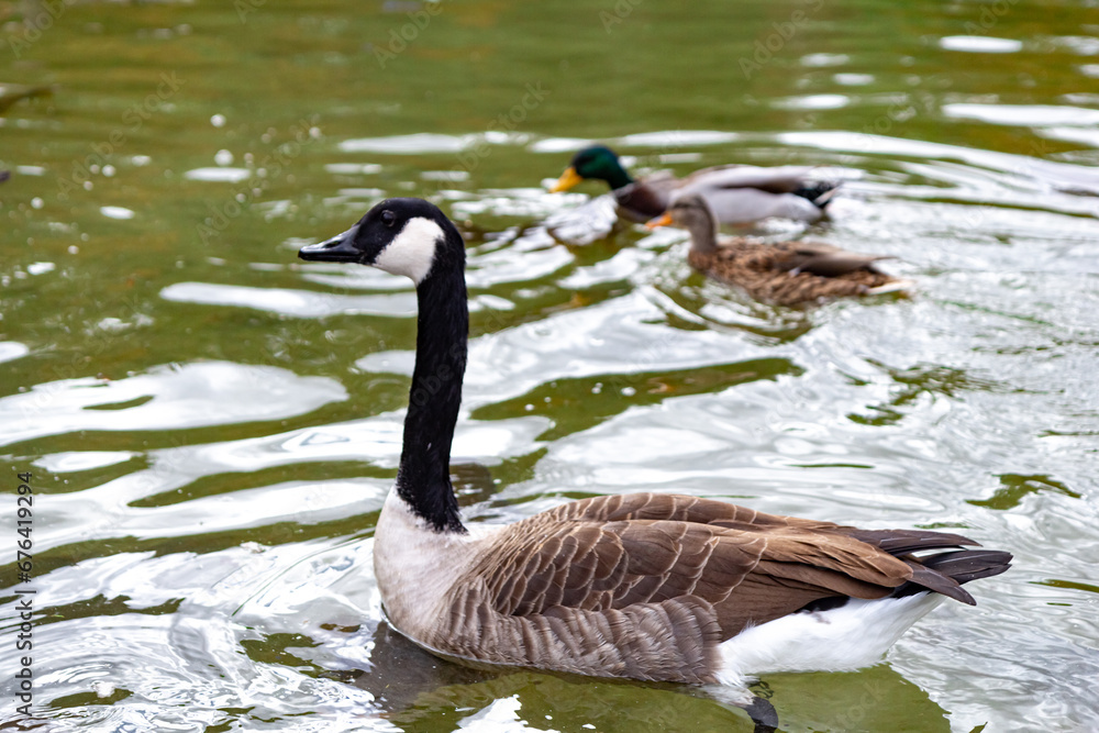 Obraz premium Close-up of a Canadian goose swimming in the lake in the park. Two ducks on the background