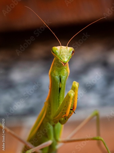 Closeup shot of a single green European mantis insect in a blurred background.