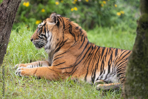 A Majestic Tiger Resting in the Serene Grasslands