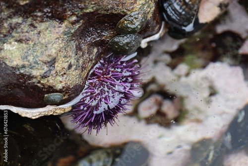Billede på lærred Botanical Beach Provincial Park Sea urchins in the tide pool (Vancouver Island)
