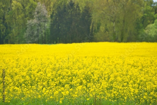Canola Oil fields in Bloom Yellow Flowers Spring Agriculture France © John