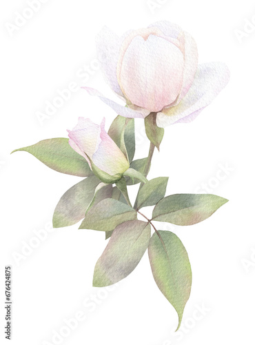A bouquet of tender pink roses and green leaves hand drawn in watercolor. Isolated floral watercolor illustration.