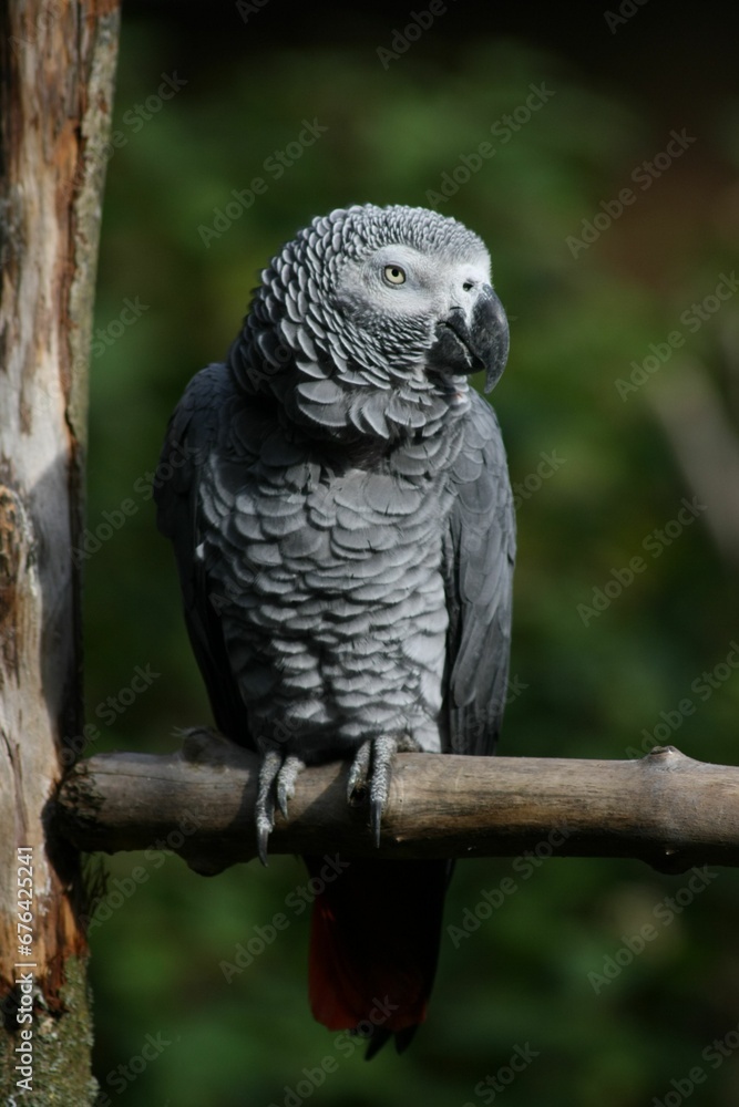 Obraz premium Vertical closeup shot of a gray parrot perched on a tree branch