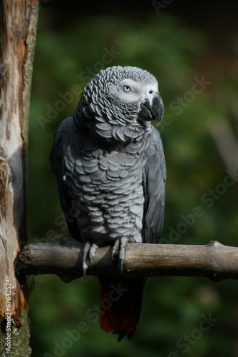 Vertical closeup shot of a gray parrot perched on a tree branch