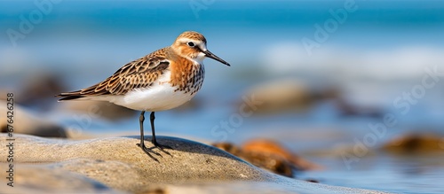 On a sunny day at the beach I saw a small dunlin a wader bird running along the shore as I walked and enjoyed birdwatching their wild and beautiful sea portrait photo