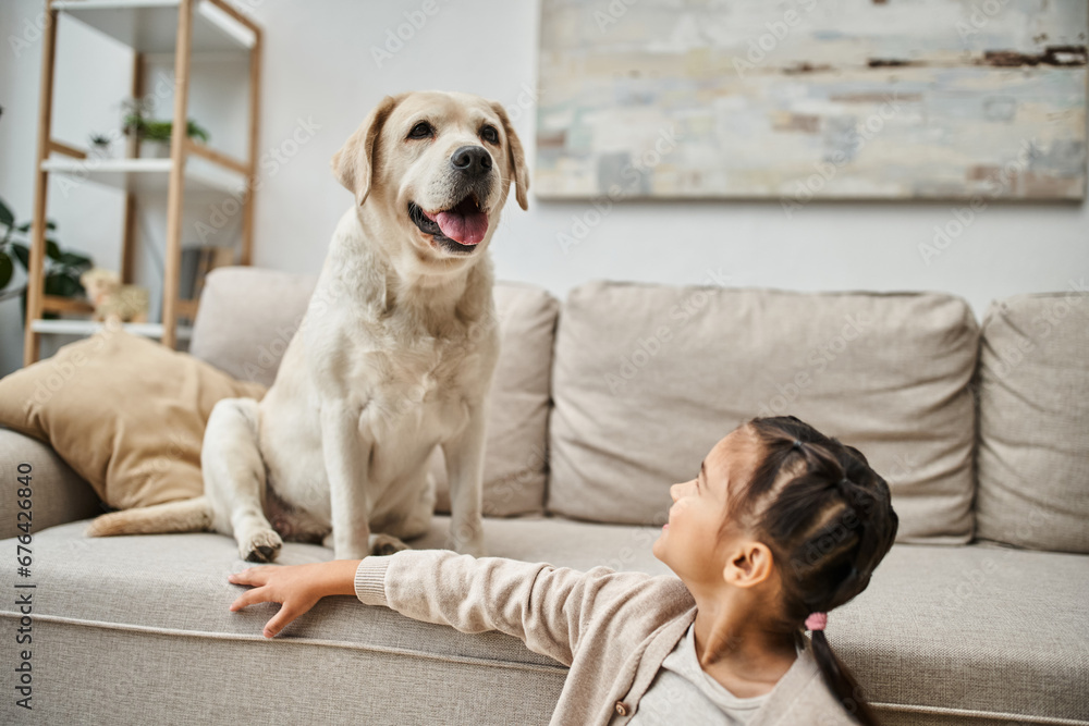 happy girl smiling and sitting near sofa with cute labrador in modern living room, animal companion happy girl smiling and sitting near sofa with cute labrador in modern living room, animal companion