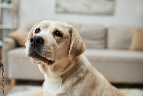 domestic animal, cute labrador looking away in living room inside of modern apartment