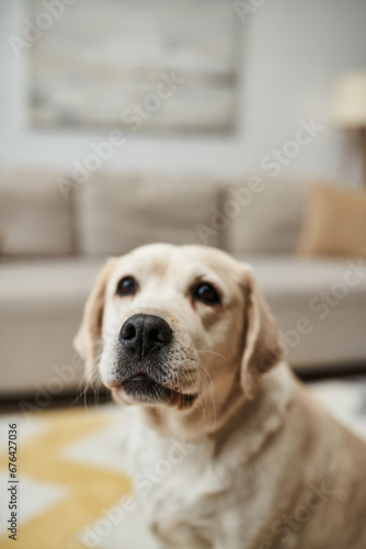 domestic animal portrait, adorable labrador dog looking at camera in living room in modern apartment