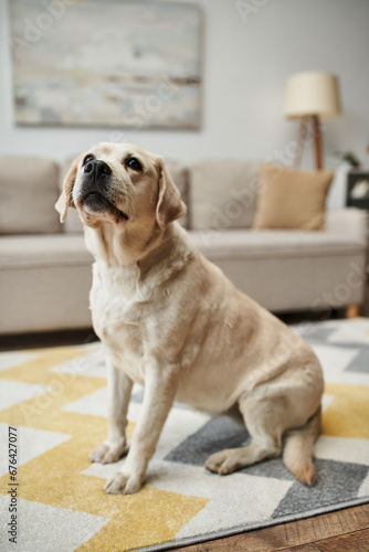 Fototapeta Naklejka Na Ścianę i Meble -  animal companion, adorable labrador dog sitting on carpet in living room inside of modern apartment
