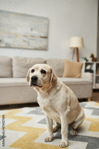 animal companion, cute labrador dog sitting on carpet in living room inside of modern apartment