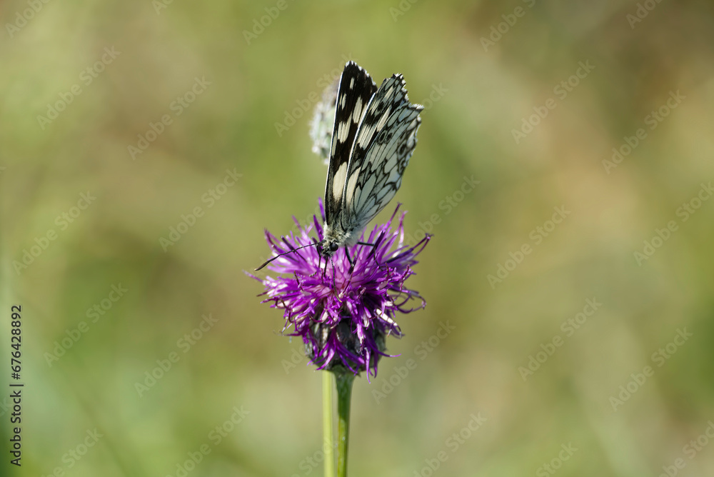 Marbled White (Melanargia galathea) butterfly sitting on a pink scabiosa in Zurich, Switzerland Marbled White (Melanargia galathea) butterfly sitting on a pink scabiosa in Zurich, Switzerland