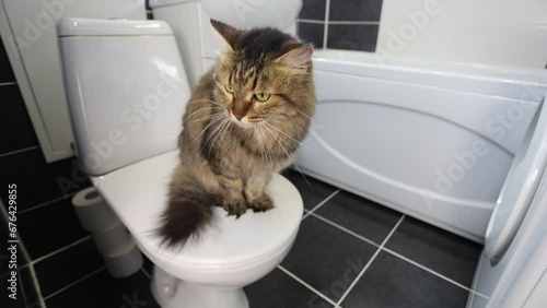 The cat is sitting on the toilet in the bathroom. Pet toilet. photo
