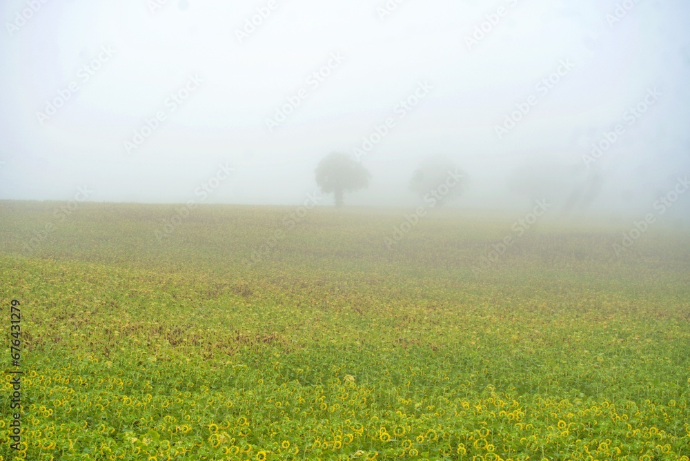Sunflower Fields early morning fog Dordogne France