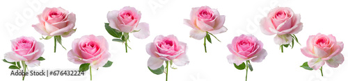 Pink roses collection isolated on transparent background.