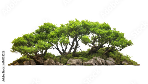 tree nature isolated on transparent background cutout