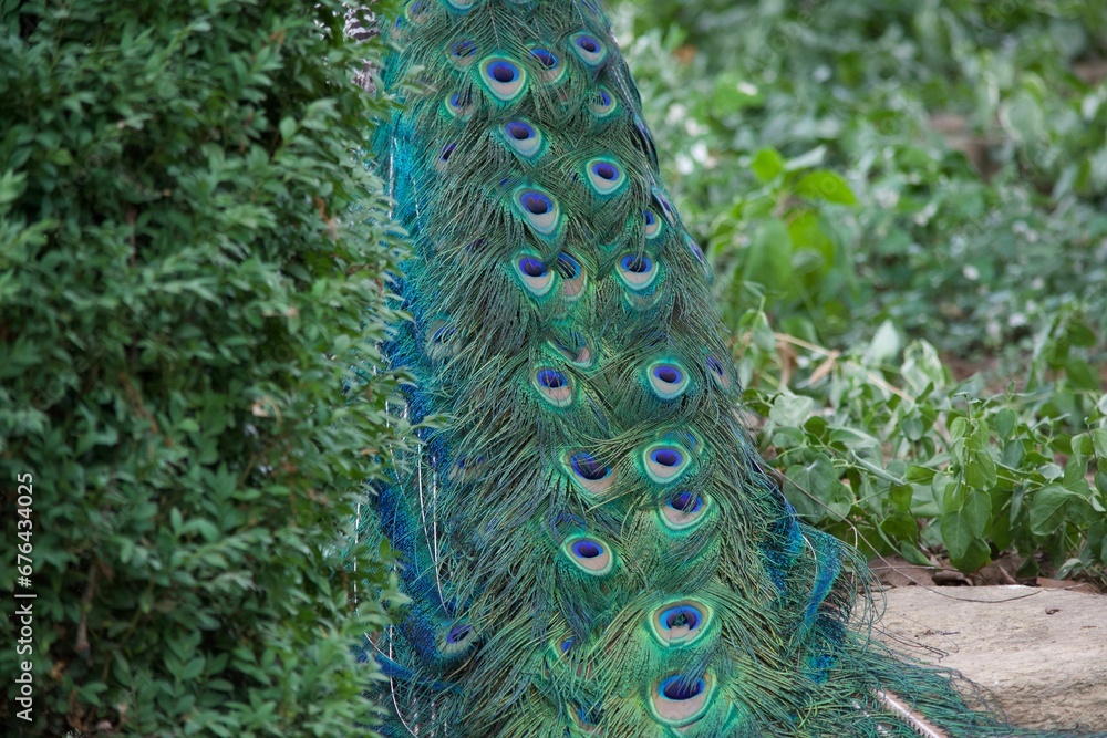 Obraz premium Closeup of beautiful multicolored peacock feathers under sunlight on background of green grass