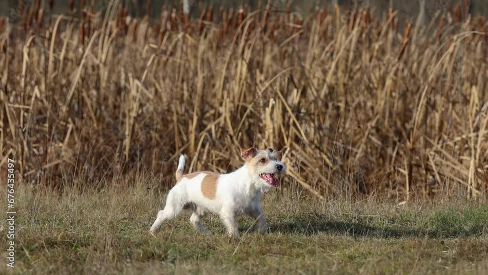 A dog in a field catches a rubber ring in flight. Jack Russell Terrier training in the field. Pet jumping for a toy. A dog in a field catches a rubber ring in flight. Jack Russell Terrier training in the field. Pet jumping for a toy.