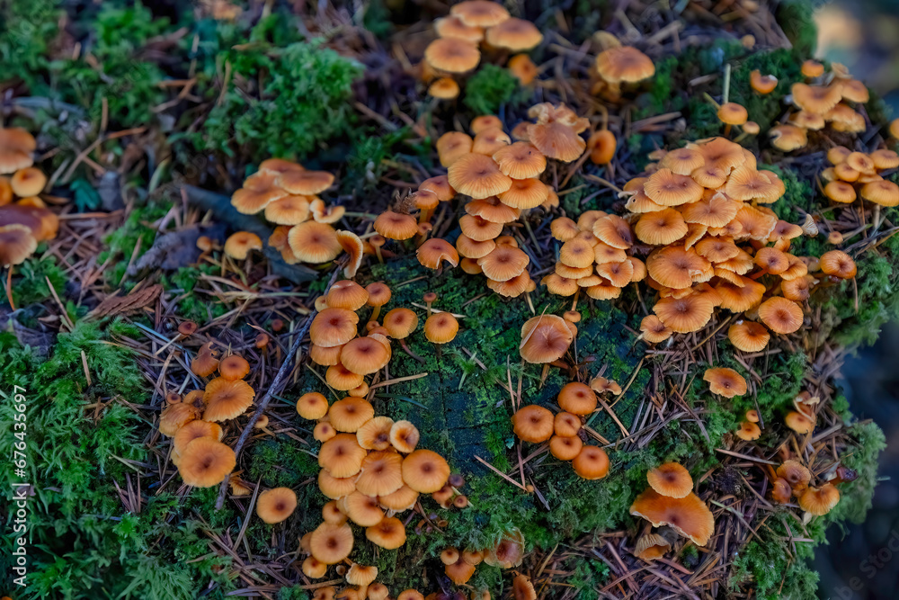 Mushrooms grow on decaying wood in a forest. Mushrooms grow on decaying wood in a forest.