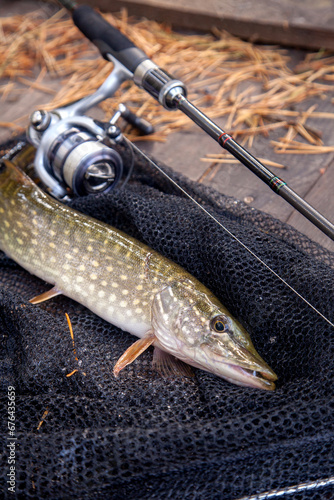 Freshwater pike and fishing equipment lies on landing net. Composition on wooden background with yellow leaves..