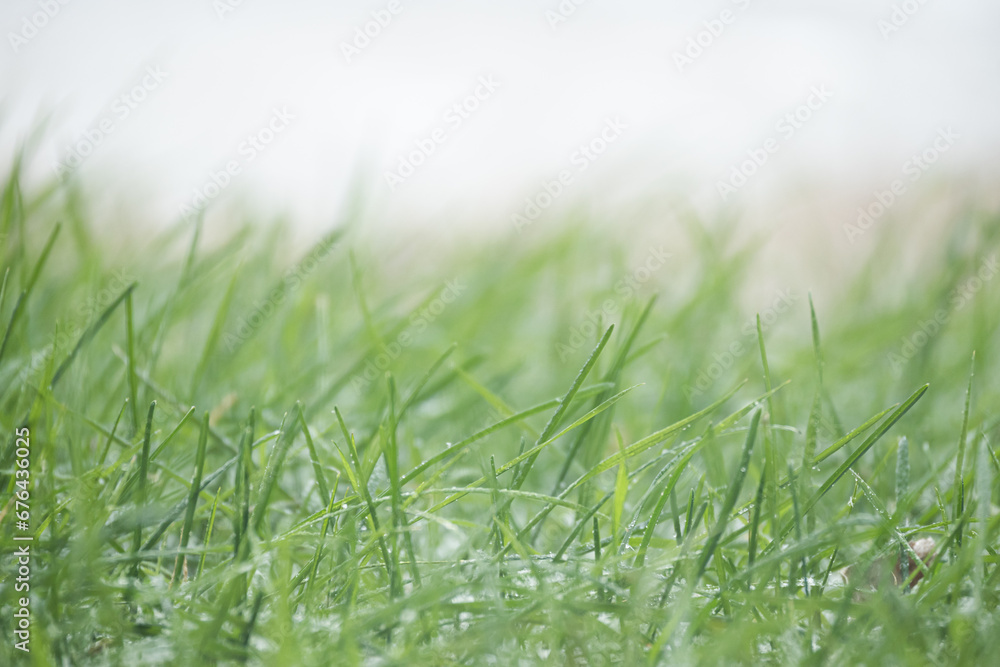 Obraz premium grass covered with snow