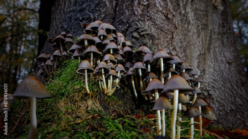 A group of Glistening inky caps in a dark brown color growing against a tree stump in the autumn at the Dwingeloo forestry. photo