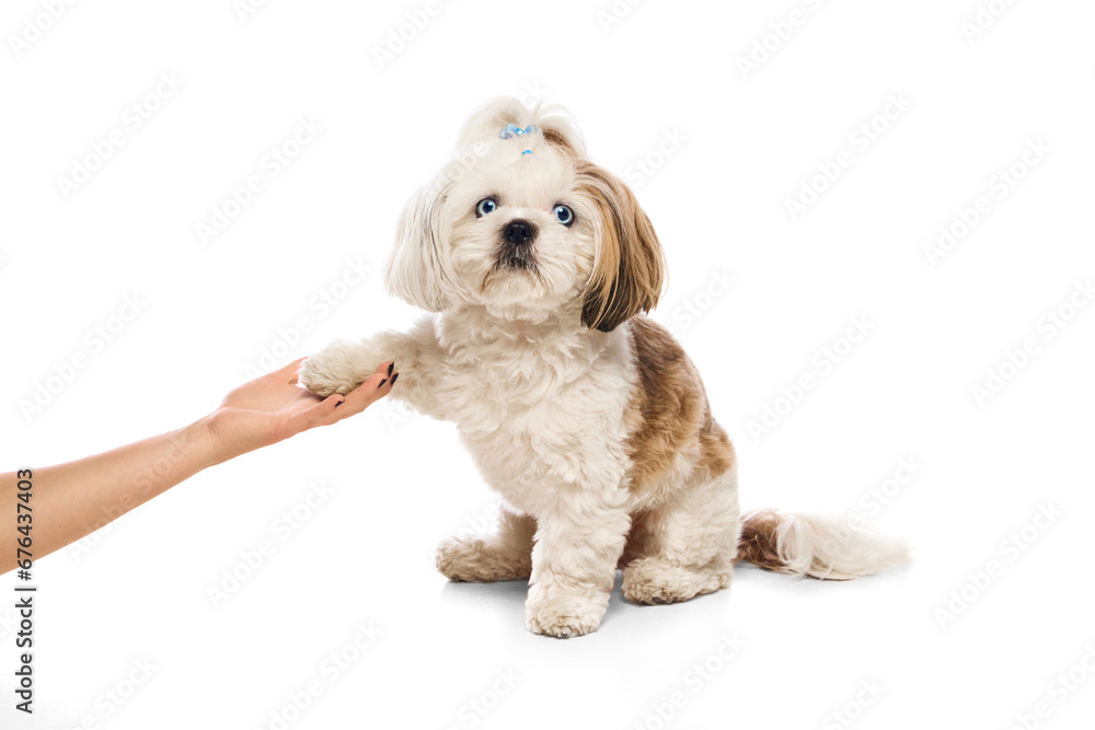 Furry, purebred, funny dog, Shih Tzu sitting and giving paw isolated on white studio background. Commands. Concept of domestic animals, vet, care, pet friends, action and motion. Furry, purebred, funny dog, Shih Tzu sitting and giving paw isolated on white studio background. Commands. Concept of domestic animals, vet, care, pet friends, action and motion.