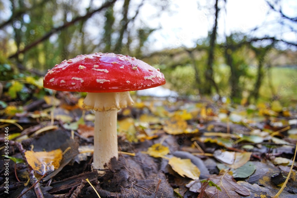 Fly Agara Mushrooms French Forest in Autumn Fly Agara Mushrooms French Forest in Autumn