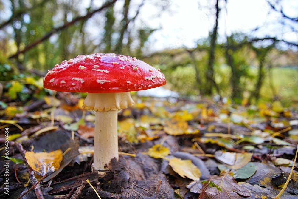 Fly Agara Mushrooms French Forest in Autumn Fly Agara Mushrooms French Forest in Autumn