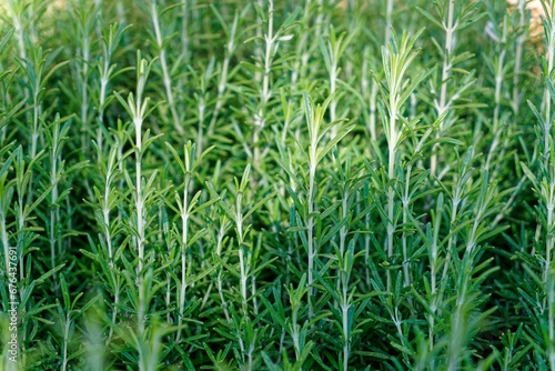 Closeup shot of green tarragon (Artemisia dracunculus)