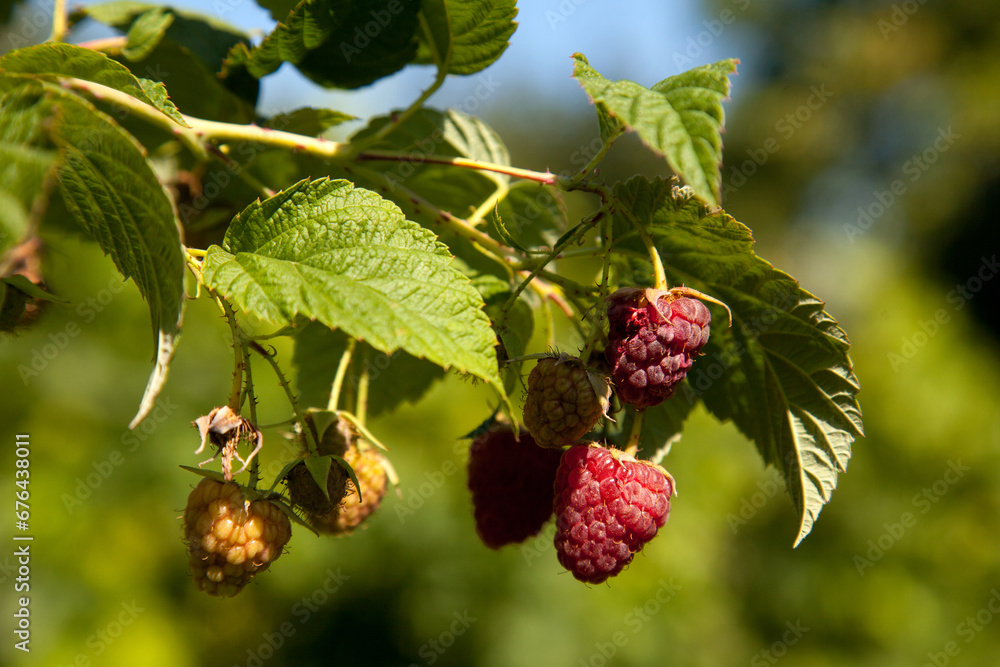 Ripe and unripe raspberry in the fruit garden. Growing natural bush of raspberry. Branch of raspberry in sunlight. Ripe and unripe raspberry in the fruit garden. Growing natural bush of raspberry. Branch of raspberry in sunlight.
