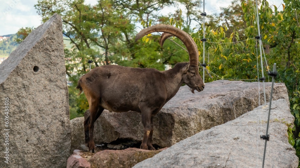 Alpine ibex wild goat, with long horns, standing on a stone structure, with trees in the background