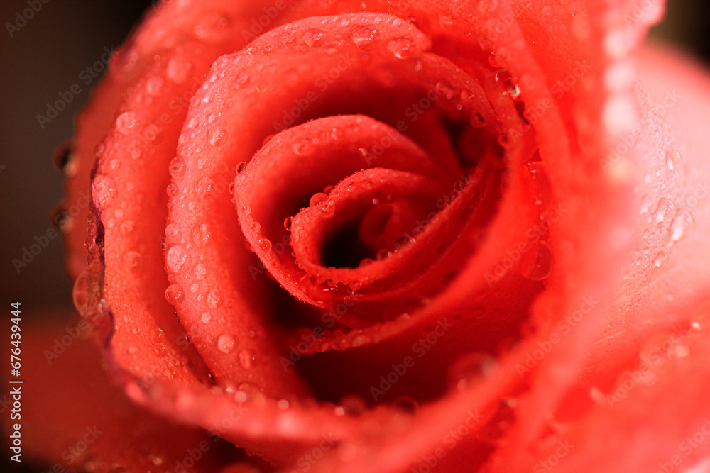 red rose with water drops red rose with water drops