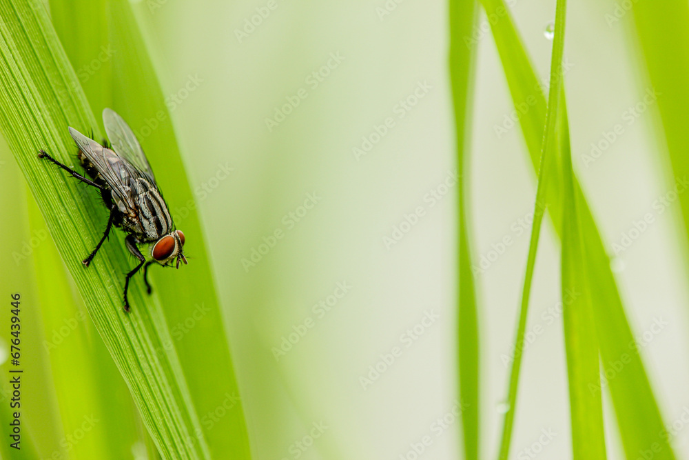 Close-up of a fly sitting on a green leaf. Close-up of a fly sitting on a green leaf.
