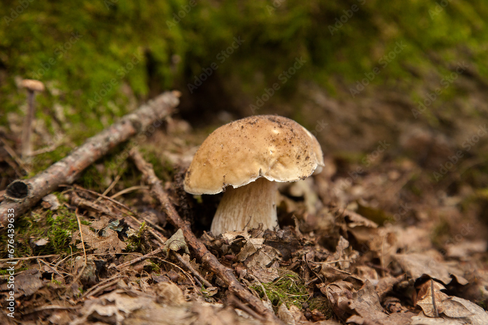 Single Boletus mushroom in the wild. Porcini mushroom grows on the forest floor at autumn season.. Single Boletus mushroom in the wild. Porcini mushroom grows on the forest floor at autumn season..