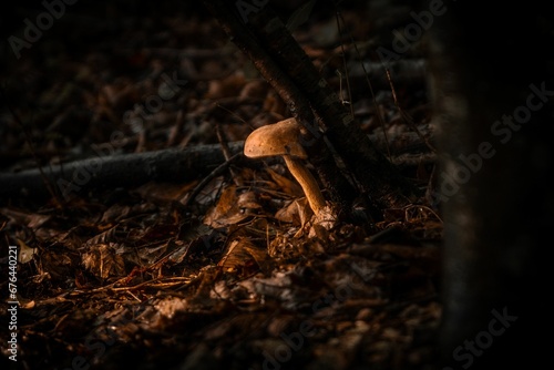 Closeup of a mushroom near the tree with leaf litter around