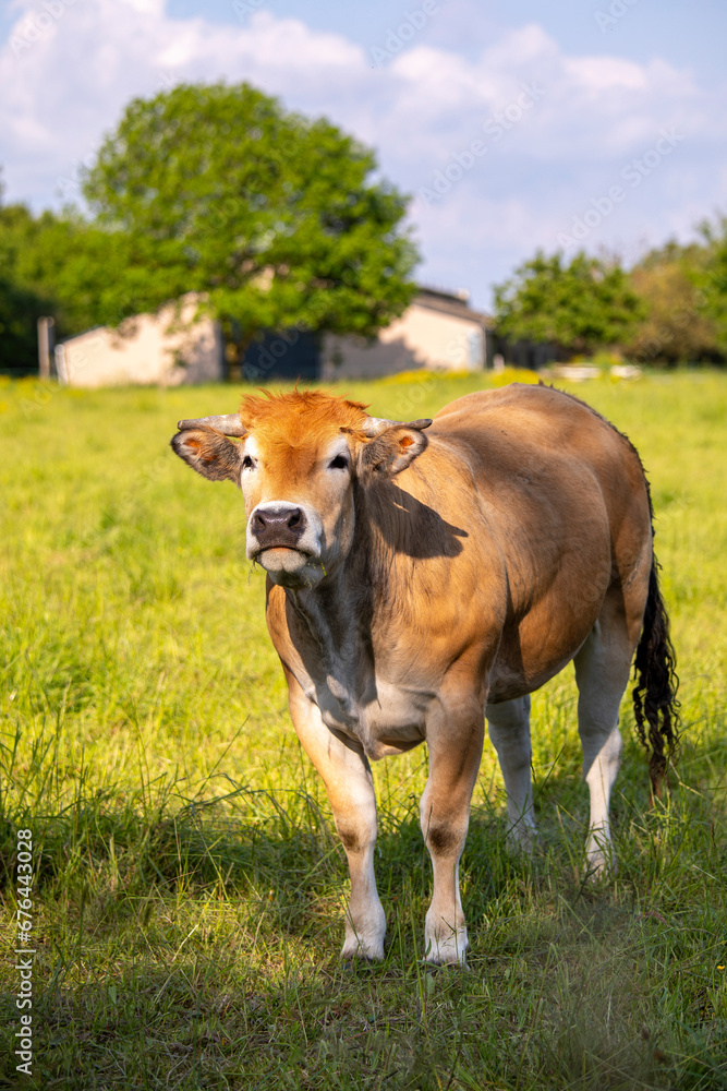 Vache ou bœuf de race à viande en pleine nature devant la ferme. Vache ou bœuf de race à viande en pleine nature devant la ferme.