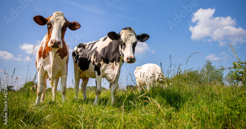 Troupeau de vache laitière dans les champs au printemps en France. © Thierry RYO