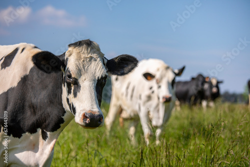 Troupeau de vache laitière dans les champs au printemps en France. © Thierry RYO