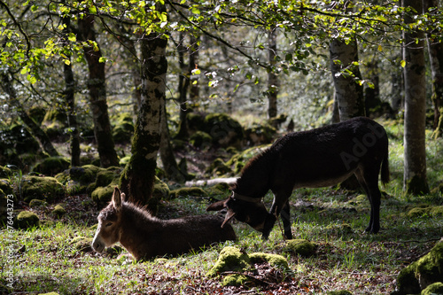 Una pareja de burros en libertad en el hayedo encantado de la sierra de urbasa en Navarra, españa.