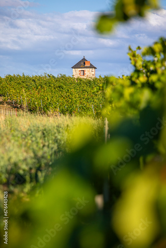 Paysage de vigne dans un vignoble en Anjou, France.